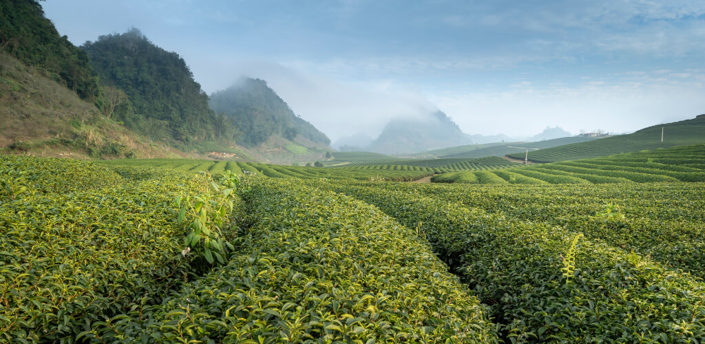 tea fields and mountains